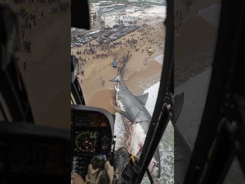 🚨 MEGALODON Found STRANDED on Remote Australian Island! 🦈 #Megalodon #SharkDiscovery #BreakingNews