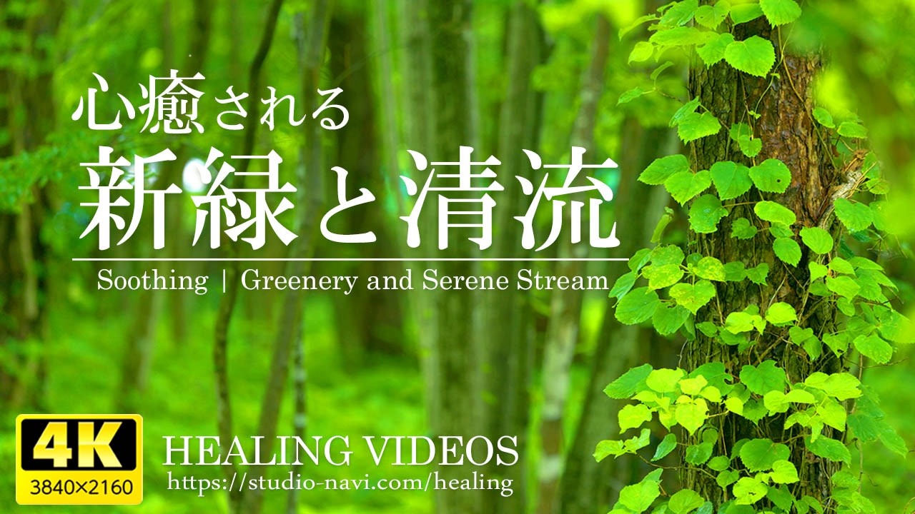 【癒し】心癒される日本の新緑と清流！日本の美しい自然風景と絶景をお楽しみください。／透明な緑の光が風と溶け合い心に深い安らぎと静けさをもたらしてくれます。「4K風景映像・実写」