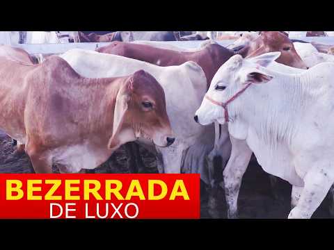 FEIRA DO GADO EM JUPI-PE  26-04-2026  #nordeste