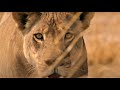 Best Wild Animal Chases Part 2 BBC Earth