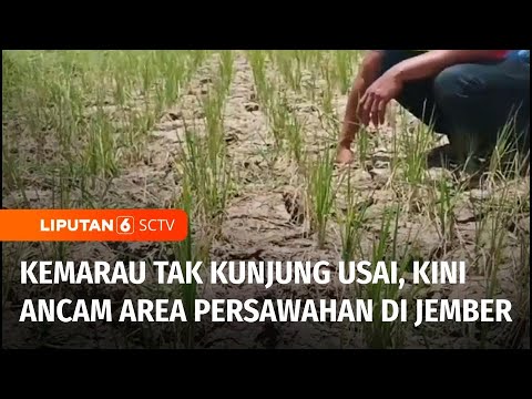 Puluhan Hektare Sawah di Jember Rusak Akibat Kemarau Panjang, Padi Terancam Mati | Liputan 6