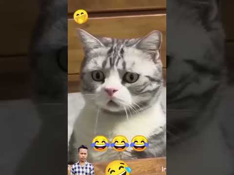 dog v/s cat 😂fani moment 😊cates shorts video
