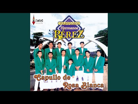 Capullo de Rosa Blanca