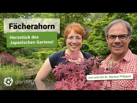 Japanese maple – the heart of the Japanese garden! How to properly plant and prune a Japanese maple?