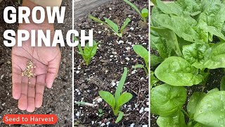 Grow Spinach - Seed to Harvest