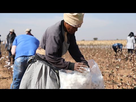Cotton: From Farm to Fashion