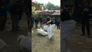 Download lagu Mustahil, Rezeki tidak akan tertukar #youtubeshorts #ceramahustadadihidayat #videolucu mp3 Download lagu Mustahil, Rezeki tidak akan tertukar #youtubeshorts #ceramahustadadihidayat #videolucu mp3
