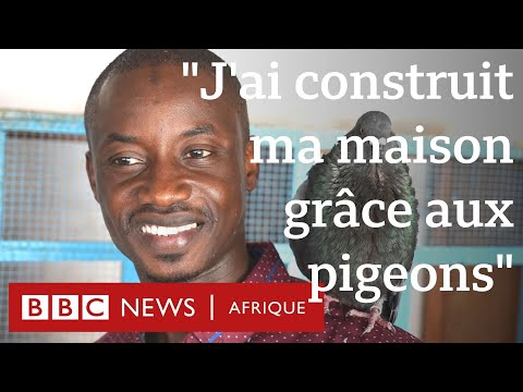 , title : '« J’ai construit ma maison grâce aux pigeons » - BBC Afrique'