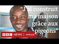 « J’ai construit ma maison grâce aux pigeons » - BBC Afrique