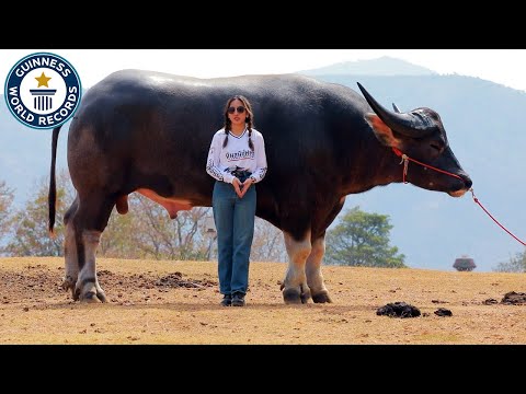 King Kong is the world's TALLEST water buffalo! | Guinness World Records