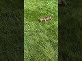 Miniature Dachshund dogs for sale: Laney - Video 1