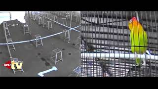 Download lagu Video rawatan ' Lovebird Kusumo ' by mas Brandy n mas Timbul mp3 Download lagu Video rawatan ' Lovebird Kusumo ' by mas Brandy n mas Timbul mp3