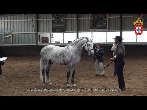 230424 8 Marquês - Aprovação de Garanhões