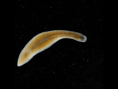 platyhelminthes embriológiai csírarétegek