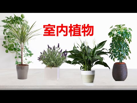 , title : '室内植物推荐和建议 室内植物大全 Air Purifying Indoor Plants'
