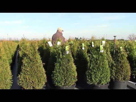 Thuja Junior Giant // Game Changing❗ ❗Arborvitae- Evergreen Screens, Sound Barriers & Shelterbelts