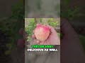 Harvesting Delicious Anna Apples From Our Flourishing Tree Shorts