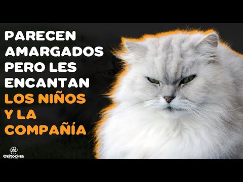 6 cosas que debes saber sobre el Gato Persa