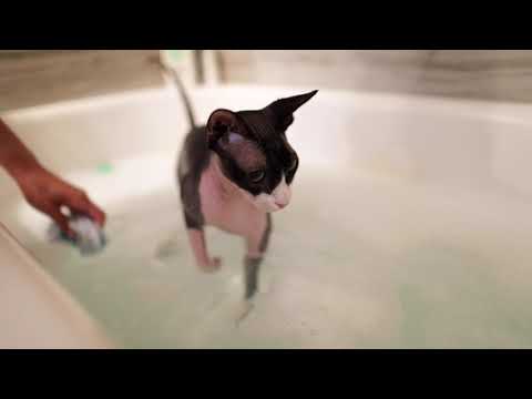How high maintenance is a sphynx cat?? | The Dark Lord