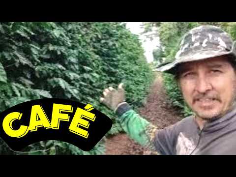 COLHEITA DE CAFÉ EM ALTÔNIA PR
