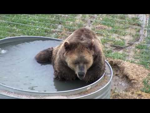The Wild Animal Sanctuary - Spend a little bit o'happy time SMILING with the locals - Keenesburg, CO