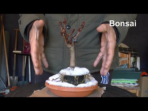 Bonsai Praktiken für Anfänger in der Anzucht der kleinen Bäume