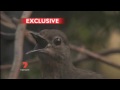 This Bird can copy the sound of everybody including Human - LyreBird