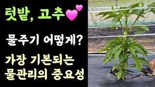 텃밭 고추???? 물주기 어떻게? 가장 기본되는 물관리의 중요성????