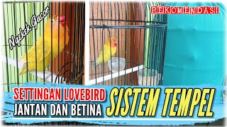 Download lagu Settingan Lovebird Sistem Tempel || Ngekek Gacor mp3 Download lagu Settingan Lovebird Sistem Tempel || Ngekek Gacor mp3