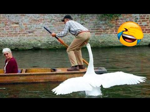 Best Funny Animal Videos Of The 2022 🤣 - Funny Wild And Farm Animals Videos 🐴🦍
