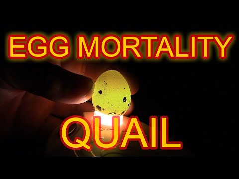 EGG MORTALITY IN COTURNIX QUAIL - Causes of egg mortality and how to correct them.