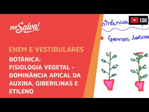 Me Salva! BOT32 - Botânica - Fisiologia vegetal: Dominância apical da auxina, Giberilinas e Etileno