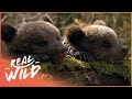 Two Abandoned Bear Cubs Get Adopted By Unusual Mother | Beary Tales | Real Wild
