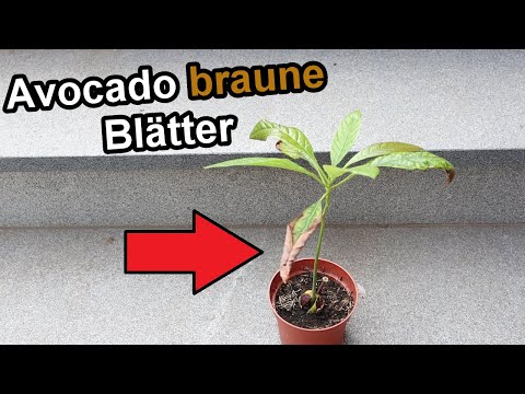 Avocado bekommt braune oder trockene Blätter Ursache & Lösung / Avocado-Pflanze braune Flecken