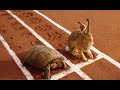 The Tortoise And The Hare