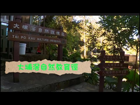 大埔滘自然教育徑 | 松仔園 | 親子行山 | 賞花 | 生態遊 | 入門行山徑 | 野外研習園 | 假日好去處 |