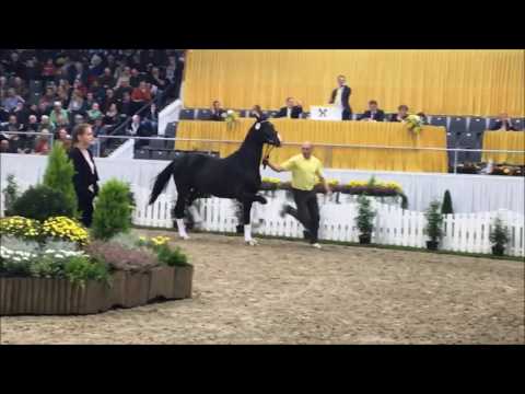 Hengst von Diamond Hit - Weltmeyer (gekört)