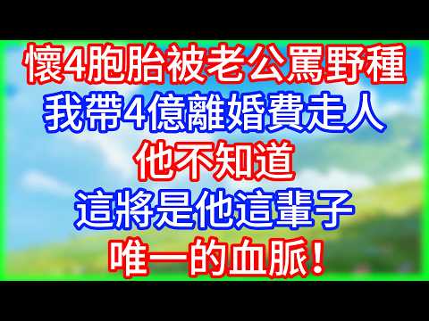 懷4胞胎被老公罵野種趕走，我帶4億離婚費走人，他不知道，這將是他這輩子唯一的血脈！