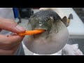 Puffer Fish Eating Carrot (10 HOURS)