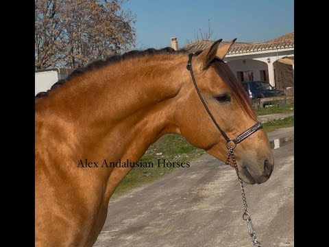 TOP LUSITANO / Dressage Horse / Buckskin stallion