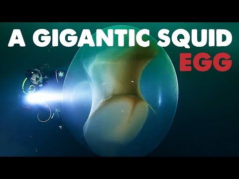 A GIGANTIC SQUID EGG