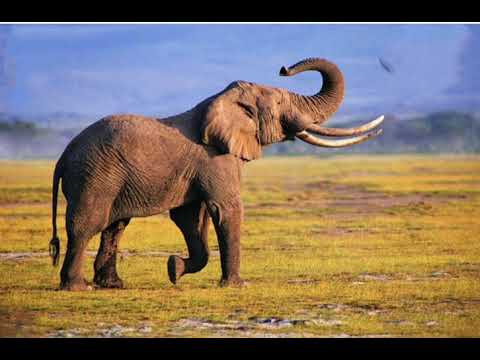 elephant sound