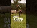 Sheep Don T Want You To Know This Technique