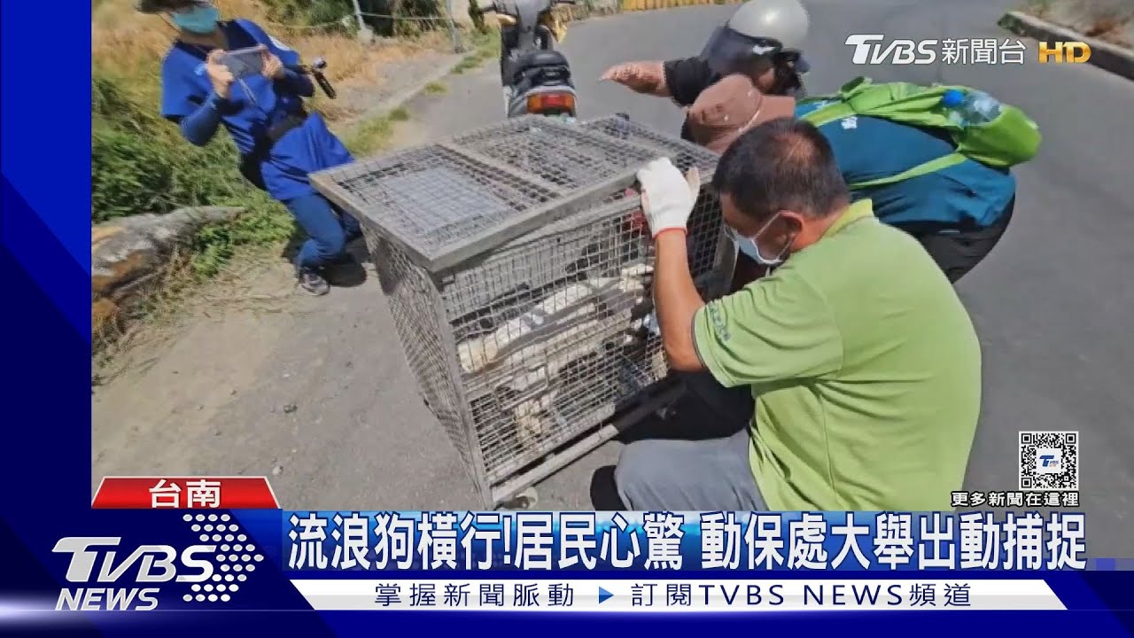 再5分鐘就被咬死了!獨居翁跌倒 慘遭10餘隻流浪狗攻擊