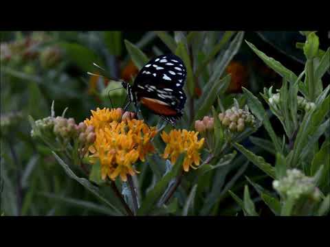Butterfly On Flower/Breathtaking Colors of Nature in 4K/UHD!/Flowers #3/Timelapse/Video Footage/
