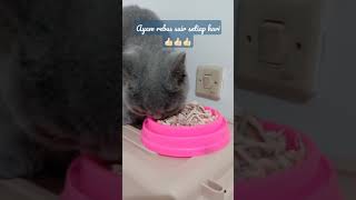 Download lagu Kucing British shorthair makan ayam rebus suir mp3