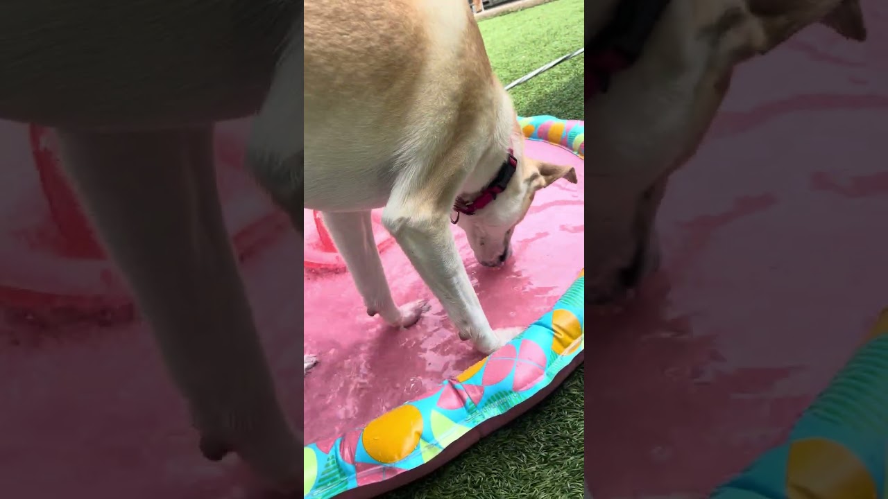 Maxwell Pierre, a Adoptable Husky in Belleville, IL video 6/6