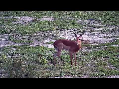 Djuma: Impala ram - 07:11 - 05/04/2022