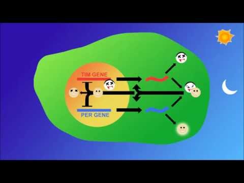 Easy Memorization - Tim and Per in Drosophila Circadian Rhythms
