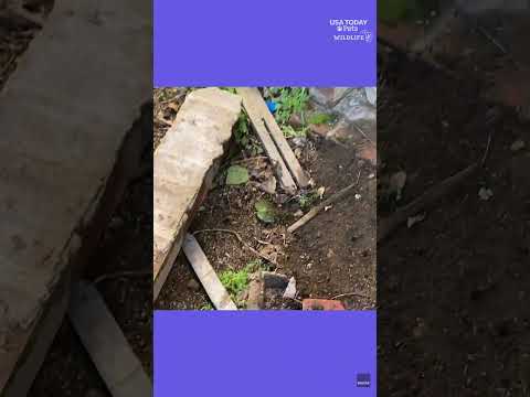 Massive intruder secretly moves under California home